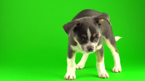 Chihuahua Puppy Hond Groen Schermachtergrond — Stockvideo
