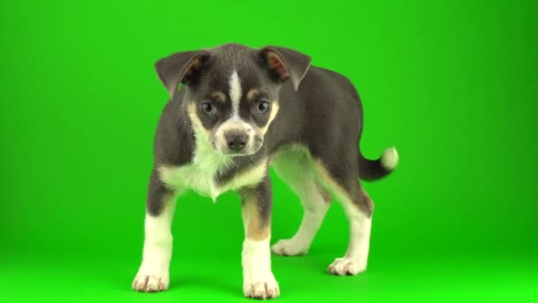 Chihuahua Cachorro Perro Verde Pantalla Fondo — Vídeo de stock