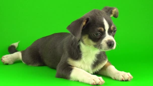 Chihuahua Puppy Dog Green Screen Background — Stock Video