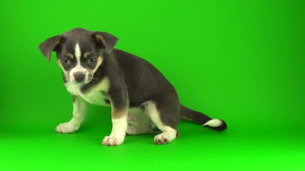 Chihuahua Szczeniak Pies Zielonym Tle Ekranu — Wideo stockowe