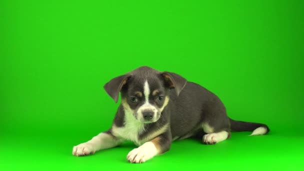 Chihuahua Cachorro Perro Verde Pantalla Fondo — Vídeos de Stock