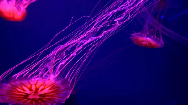 Belles Méduses Déplaçant Travers Les Lumières Néon Eau — Photo