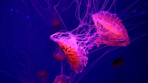 Hermosas Medusas Moviéndose Través Las Luces Neón Agua — Foto de Stock