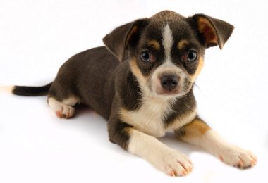 Chihuahua köpek yavrusu beyaz arka plan izole