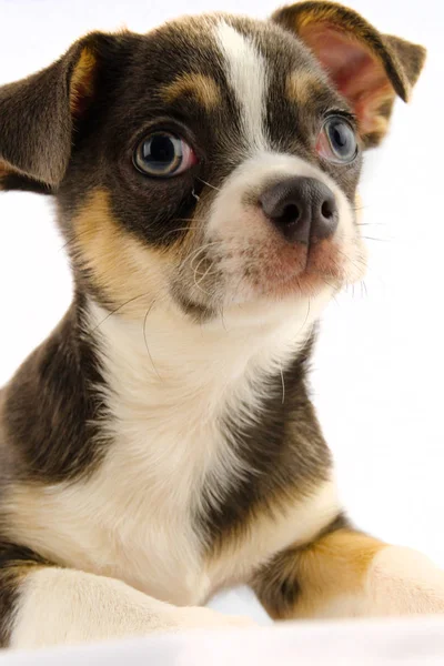 Chihuahua Valp Hund Isolerad Vit Bakgrund — Stockfoto