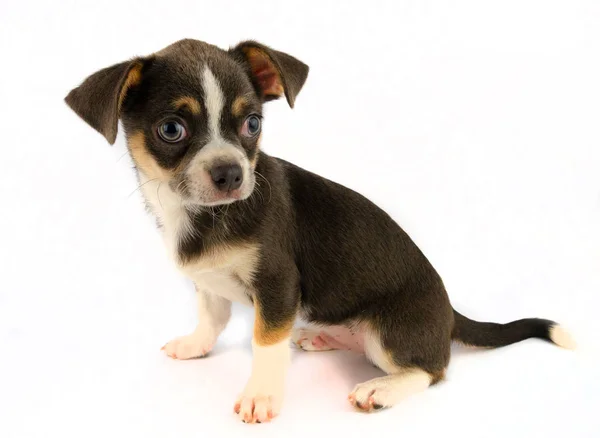 Chihuahua Puppy Hond Geïsoleerd Witte Achtergrond — Stockfoto