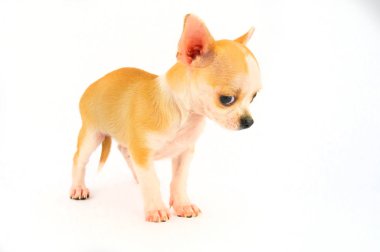 Chihuahua köpek yavrusu küçük köpek beyaz arka plan izole
