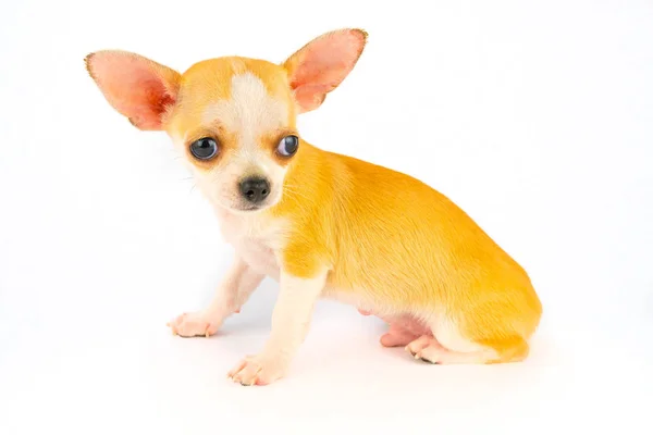 Chihuahua Valp Liten Hund Isolerad Vit Bakgrund — Stockfoto