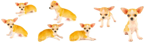 Chihuahua Cachorro Cão Pequena Coleção Conjunto Isolado Fundo Branco — Fotografia de Stock