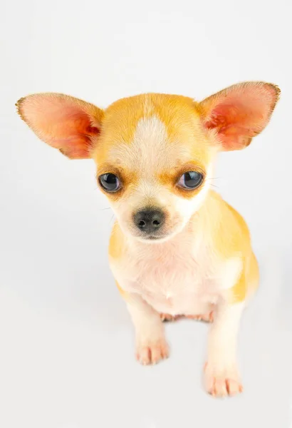 Chihuahua Valp Liten Hund Isolerad Vit Bakgrund — Stockfoto