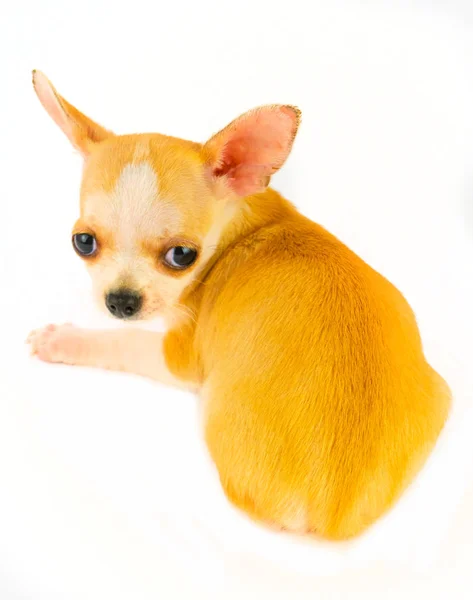 Chihuahua Filhote Cachorro Pouco Isolado Fundo Branco — Fotografia de Stock