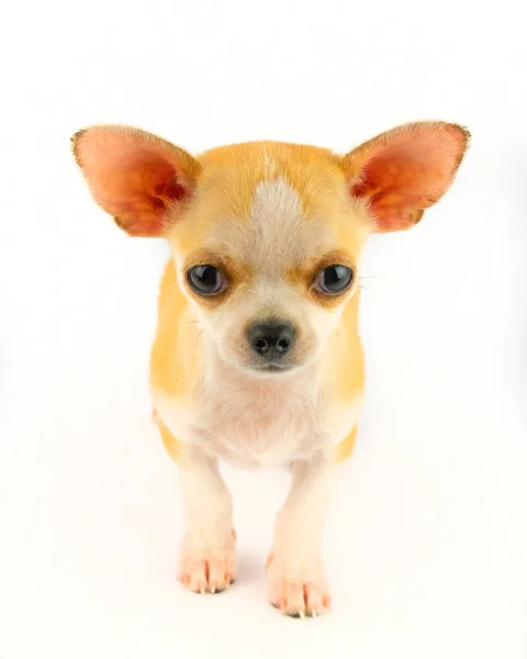 Chihuahua Welpe Kleiner Hund Isoliert Auf Weißem Hintergrund — Stockfoto