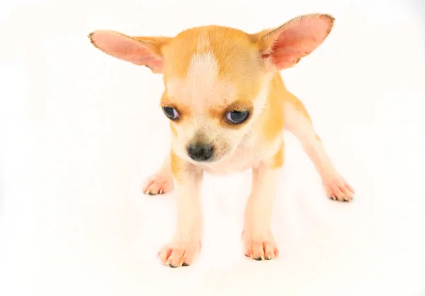 Chihuahua Köpek Yavrusu Küçük Köpek Beyaz Arka Plan Izole — Stok fotoğraf