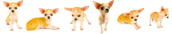 Chihuahua Puppy Dog Small Collection Set Isolated White Background — Stock Photo, Image