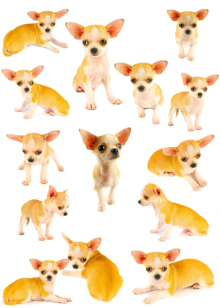 Chihuahua Chiot Chiot Petite Collection Ensemble Isolé Sur Fond Blanc — Photo