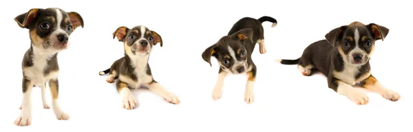 Colección Cachorros Chihuahua Aislados Sobre Fondo Blanco —  Fotos de Stock