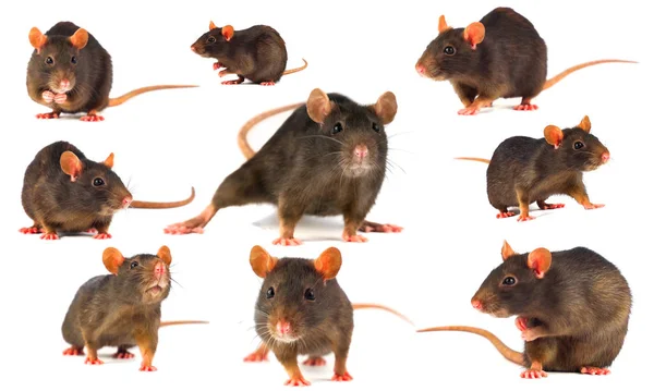 Rat Gray Collection Isolerad Vit Bakgrund — Stockfoto