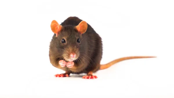 Rat Gray Isolated White Background — Stock Photo, Image