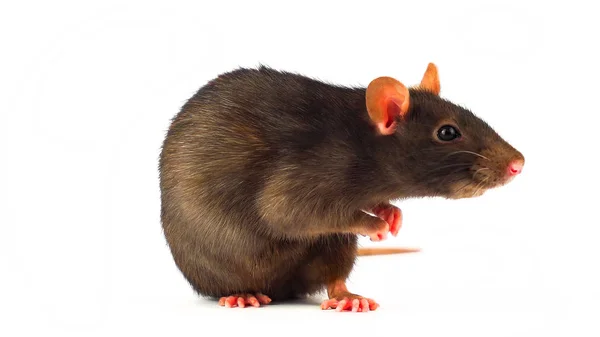 Ratte Grau Isoliert Auf Weißem Hintergrund — Stockfoto