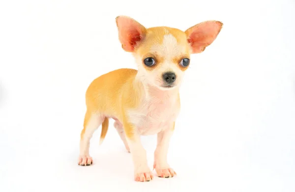 Chihuahua Welpe Kleiner Hund Isoliert Auf Weißem Hintergrund — Stockfoto