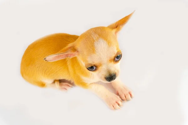 Chihuahua Puppy Kleine Hond Geïsoleerd Witte Achtergrond — Stockfoto