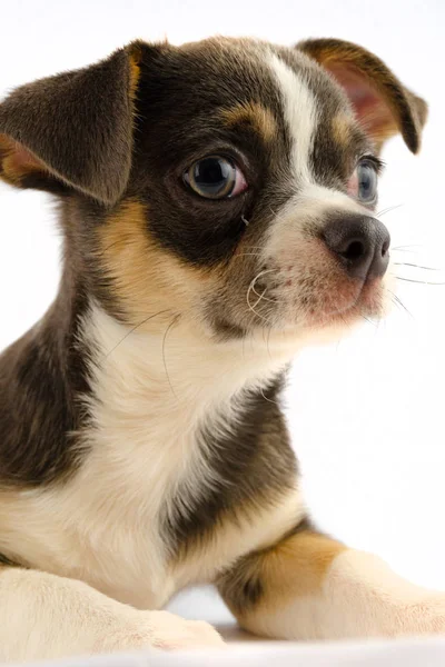 Chihuahua Cachorro Perro Aislado Sobre Fondo Blanco — Foto de Stock