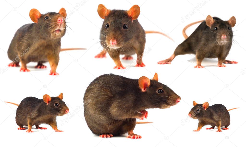 Rat gray collection isolated on white background