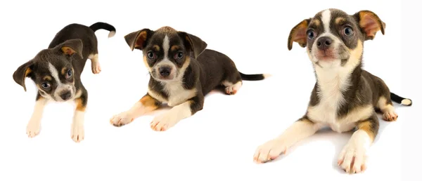 Chihuahua puppy dog collection isolated on white background