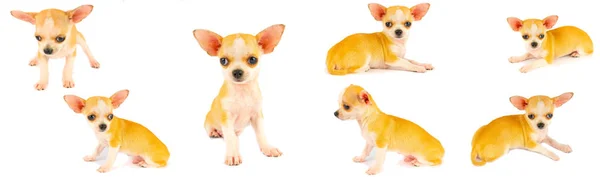 Chihuahua Valp Hund Liten Samling Som Isolerats Vit Bakgrund — Stockfoto