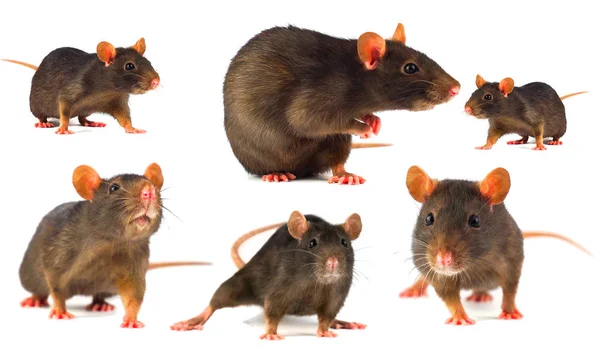 Rat Gray Collection Isolated White Background — Stock Photo, Image