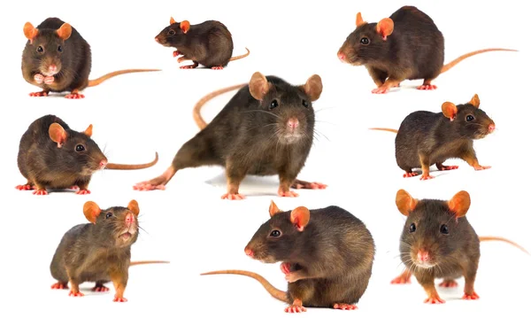 Rat Gray Collection Isolerad Vit Bakgrund — Stockfoto