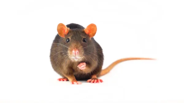 Rat Gray Geïsoleerd Witte Achtergrond — Stockfoto