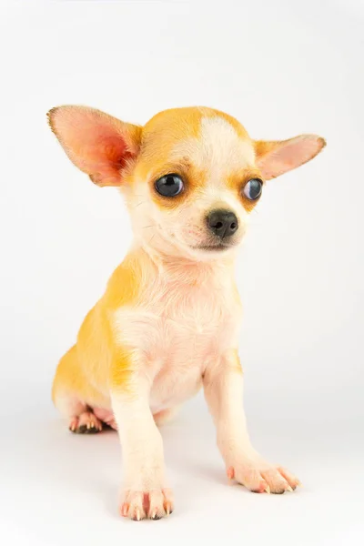 Chihuahua Puppy Kleine Hond Geïsoleerd Witte Achtergrond — Stockfoto