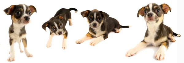 白い背景に隔離されたチワワ子犬のコレクション — ストック写真