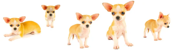 Chihuahua Valp Hund Liten Samling Som Isolerats Vit Bakgrund — Stockfoto