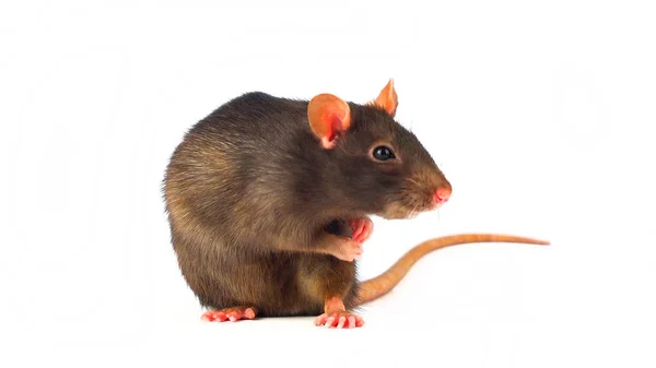 Rat Gray Geïsoleerd Witte Achtergrond — Stockfoto