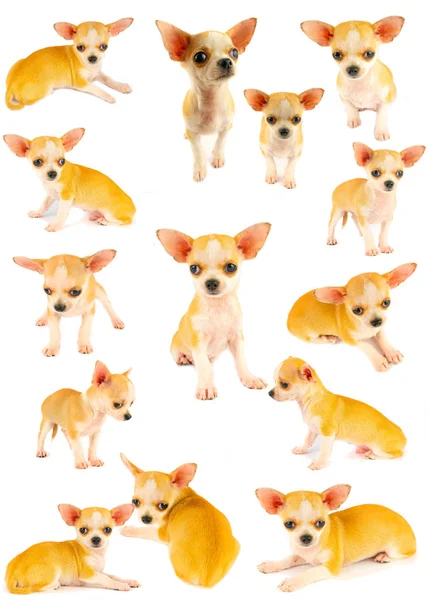 Chihuahua Cachorro Perro Pequeña Colección Conjunto Aislado Sobre Fondo Blanco —  Fotos de Stock