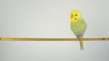 Dalgalı papağan beyaz bir arka plan üzerinde bir sopa üzerinde oturur