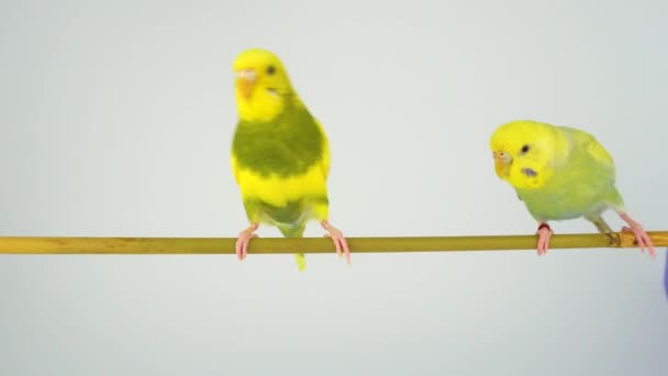 Perroquet Ondulé Est Assis Sur Bâton Sur Fond Blanc — Video