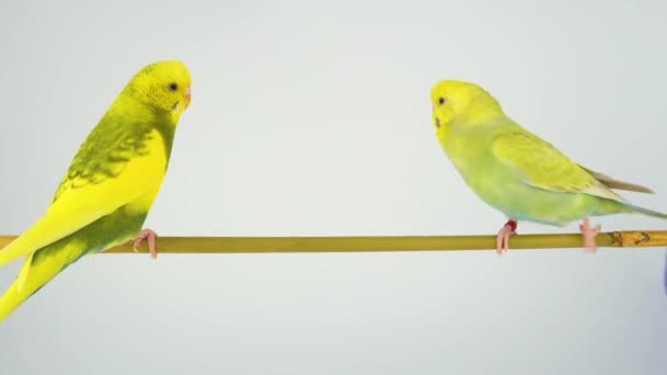 Loro Ondulado Sienta Palo Sobre Fondo Blanco — Vídeos de Stock