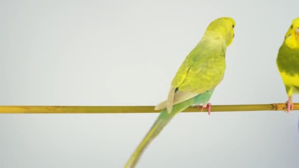 Der Wellige Papagei Sitzt Auf Einem Stock Auf Weißem Hintergrund — Stockvideo