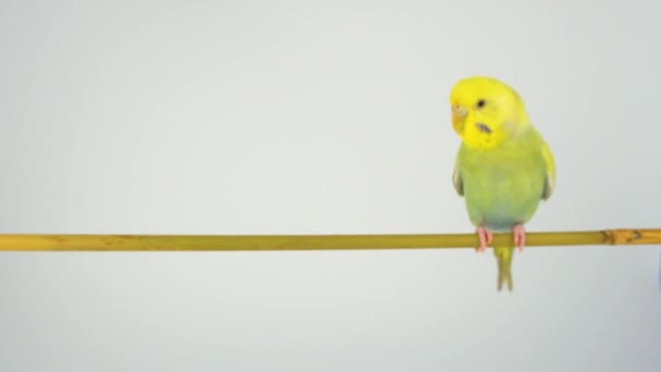 Perroquet Ondulé Est Assis Sur Bâton Sur Fond Blanc — Video