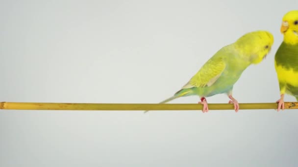 Wavy Parrot Sits Stick White Background — Stock Video