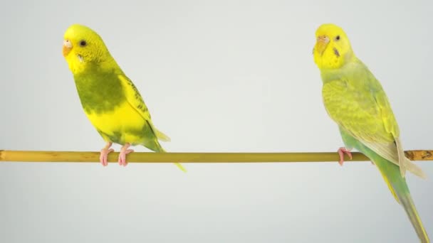 Loro Ondulado Sienta Palo Sobre Fondo Blanco — Vídeos de Stock