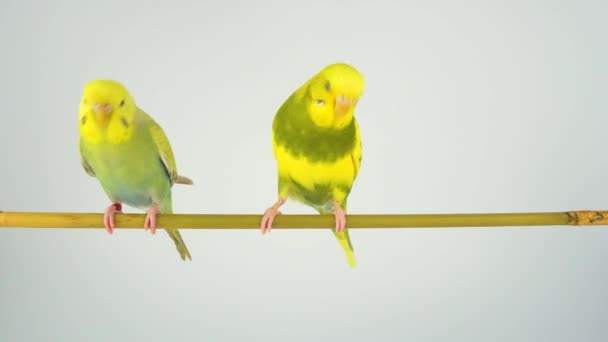 Wavy Parrot Sits Stick White Background — Stock Video