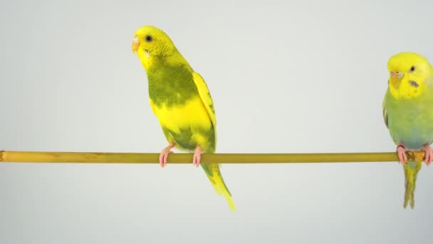 Der Wellige Papagei Sitzt Auf Einem Stock Auf Weißem Hintergrund — Stockvideo