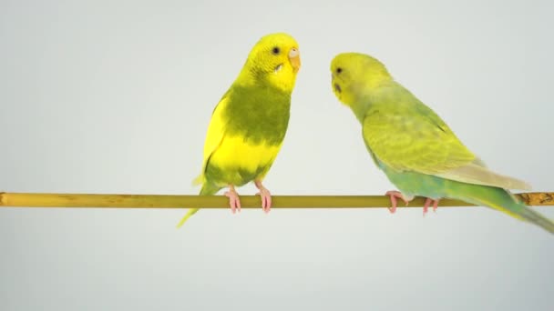 Perroquet Ondulé Est Assis Sur Bâton Sur Fond Blanc — Video