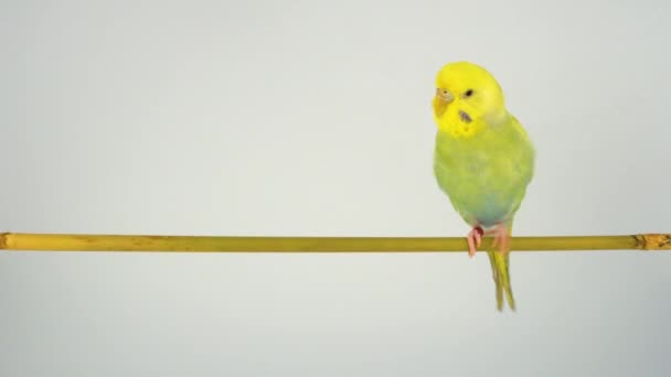 Hullámos Papagáj Egy Bottal Fehér Alapon — Stock videók