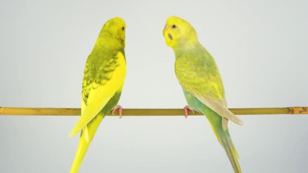 Wavy Parrot Sits Stick White Background — Stock Video