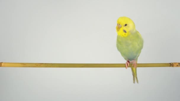 Perroquet Ondulé Est Assis Sur Bâton Sur Fond Blanc — Video